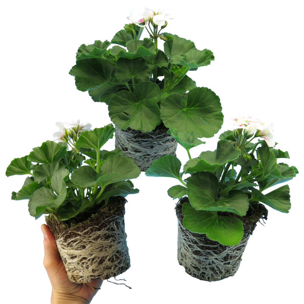 Pelargonium Toscana 'Dolce Vita Stella' (Zonal Geranium) from Cedar Nursery, Cobham
