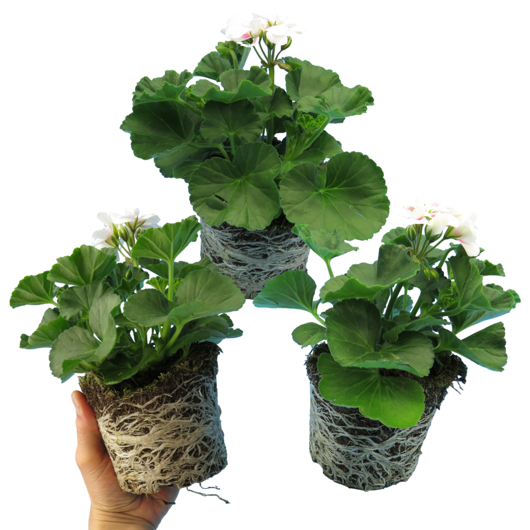 Pelargonium Toscana 'Dolce Vita Stella' (Zonal Geranium)