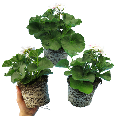 Pelargonium Toscana 'Dolce Vita Stella' (Zonal Geranium)
