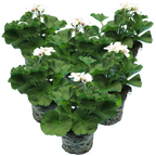 Pelargonium Toscana 'Dolce Vita Stella' (Zonal Geranium) from Cedar Nursery, Cobham