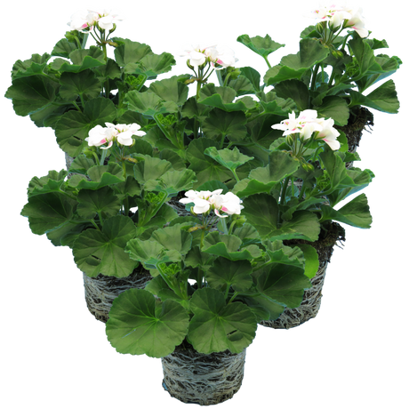 Pelargonium Toscana 'Dolce Vita Stella' (Zonal Geranium)