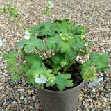 Geranium White-Ness 1.5 litre at Cedar Nursery Cobham