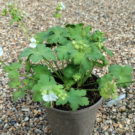 Geranium White-Ness 1.5 litre at Cedar Nursery Cobham