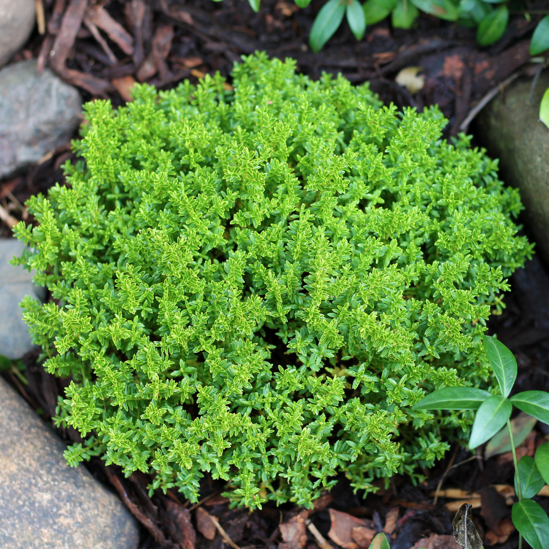 Hebe Green Globe 2L at Cedar Nursery Surrey
