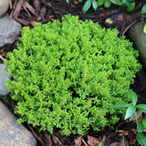 Hebe Green Globe 2L at Cedar Nursery Surrey