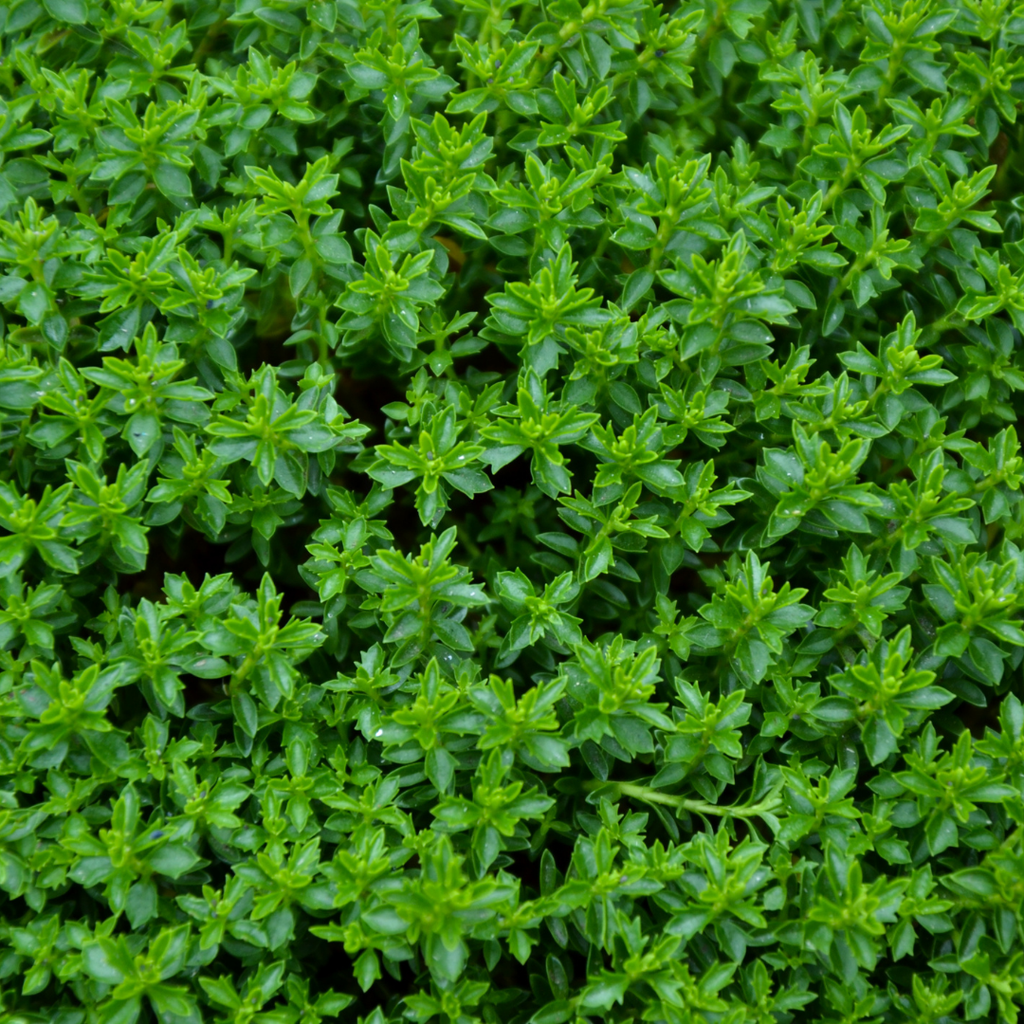 Hebe Green Globe 2L at Cedar Nursery Surrey