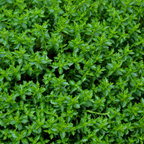 Hebe Green Globe 2L at Cedar Nursery Surrey