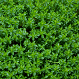Hebe Green Globe 2L at Cedar Nursery Surrey