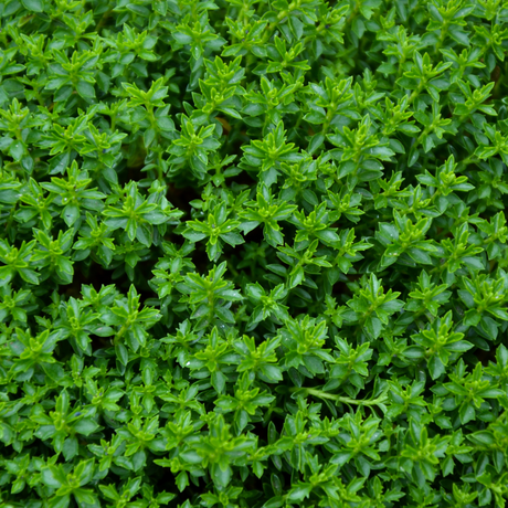 Hebe Green Globe 2L at Cedar Nursery Surrey