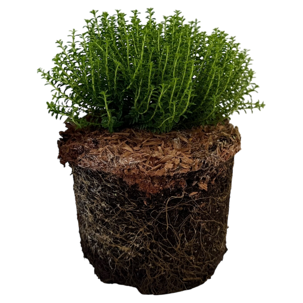 Hebe Green Globe 2L at Cedar Nursery Surrey