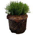 Hebe Green Globe 2L at Cedar Nursery Surrey