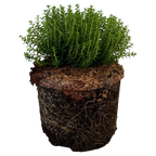 Hebe Green Globe 2L at Cedar Nursery Surrey