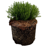 Hebe Green Globe 2L at Cedar Nursery Surrey