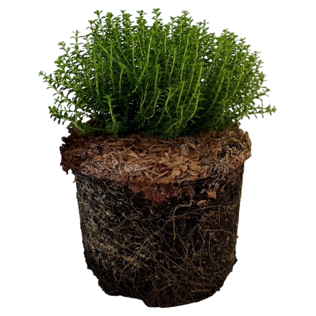 Hebe Green Globe 2L at Cedar Nursery Surrey