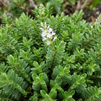 Hebe Little Leaves Green 2L at Cedar Nursery Surrey