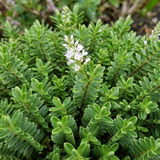 Hebe Little Leaves Green 2L at Cedar Nursery Surrey