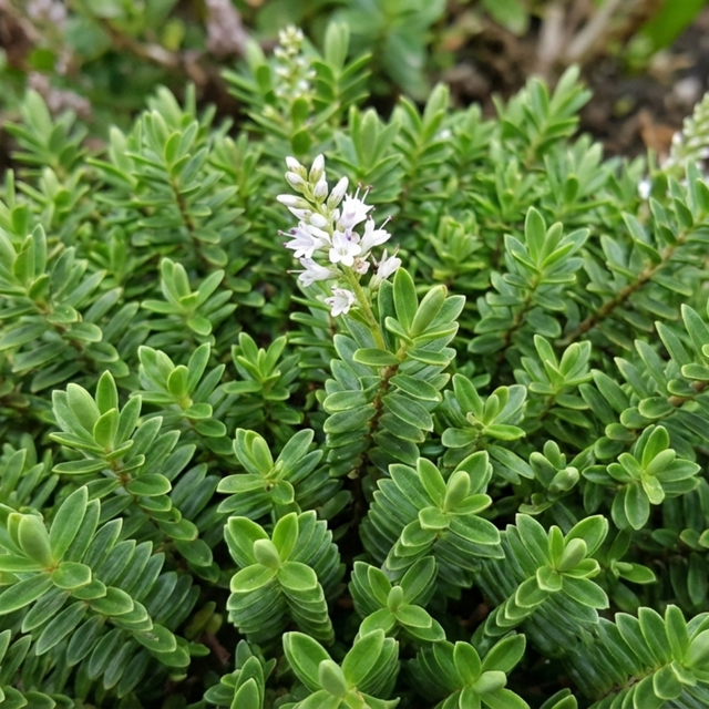 Hebe Little Leaves Green 2L at Cedar Nursery Surrey