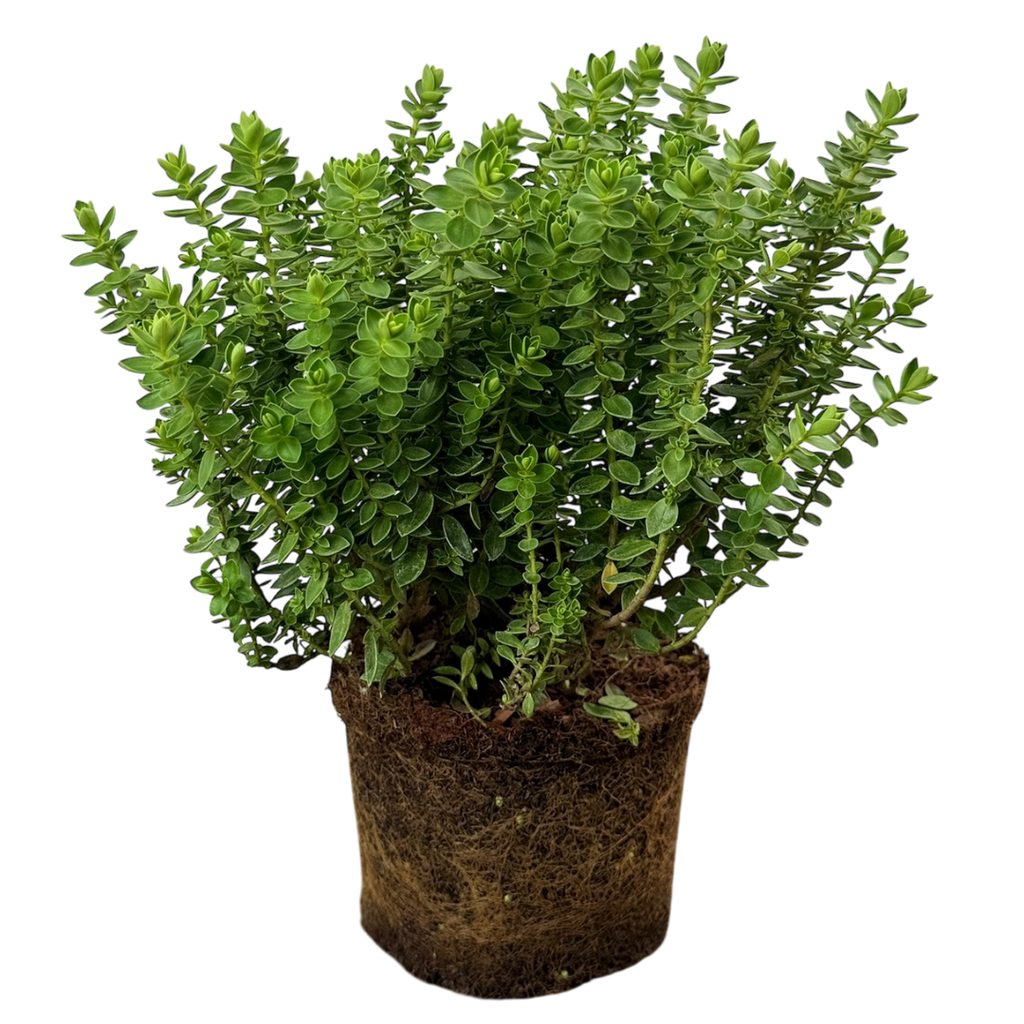 Hebe Little Leaves Green 2L at Cedar Nursery Surrey