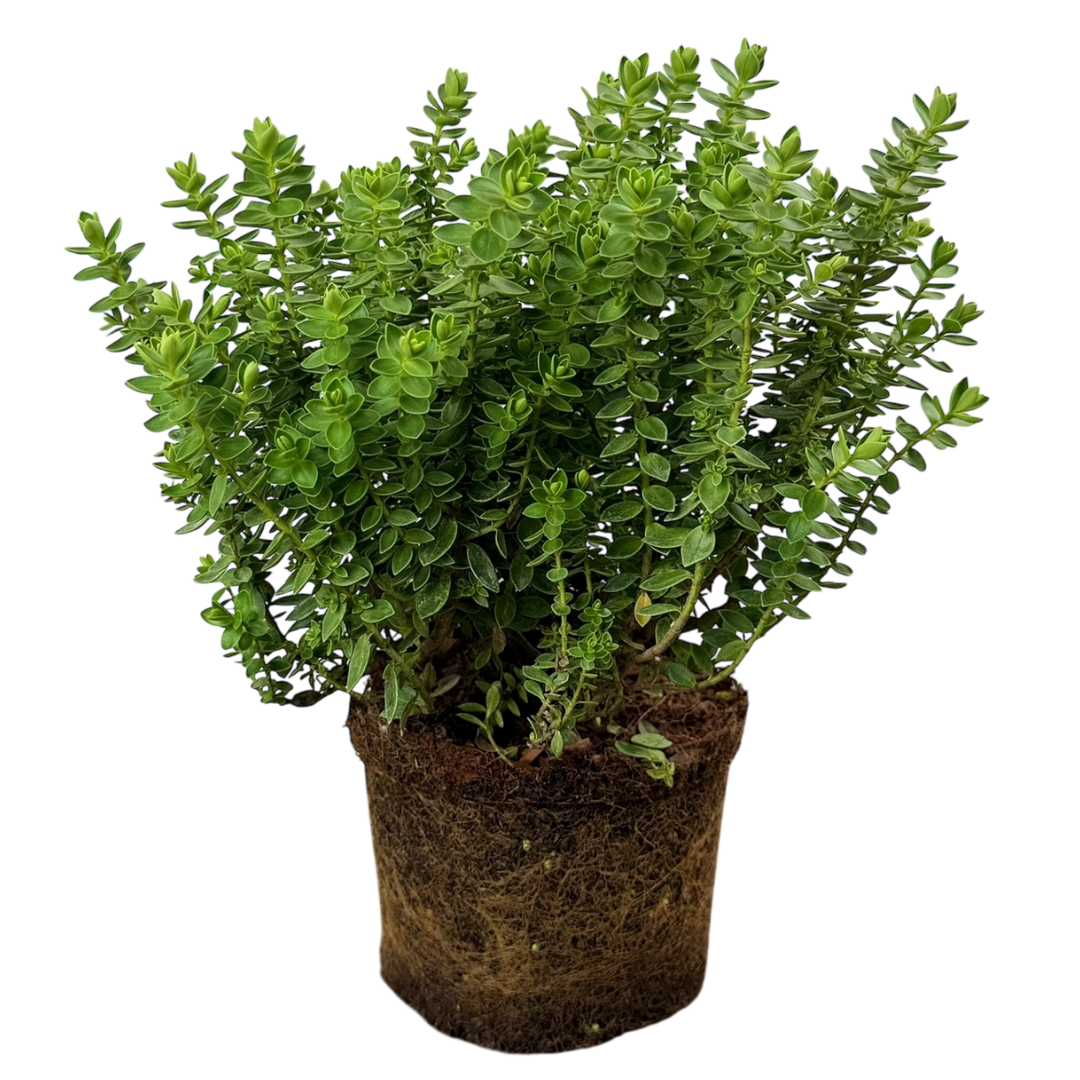Hebe Little Leaves Green 2L at Cedar Nursery Surrey