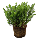 Hebe Little Leaves Green 2L at Cedar Nursery Surrey