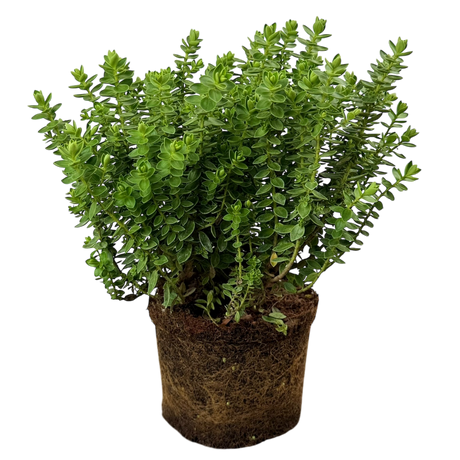 Hebe Little Leaves Green 2L at Cedar Nursery Surrey