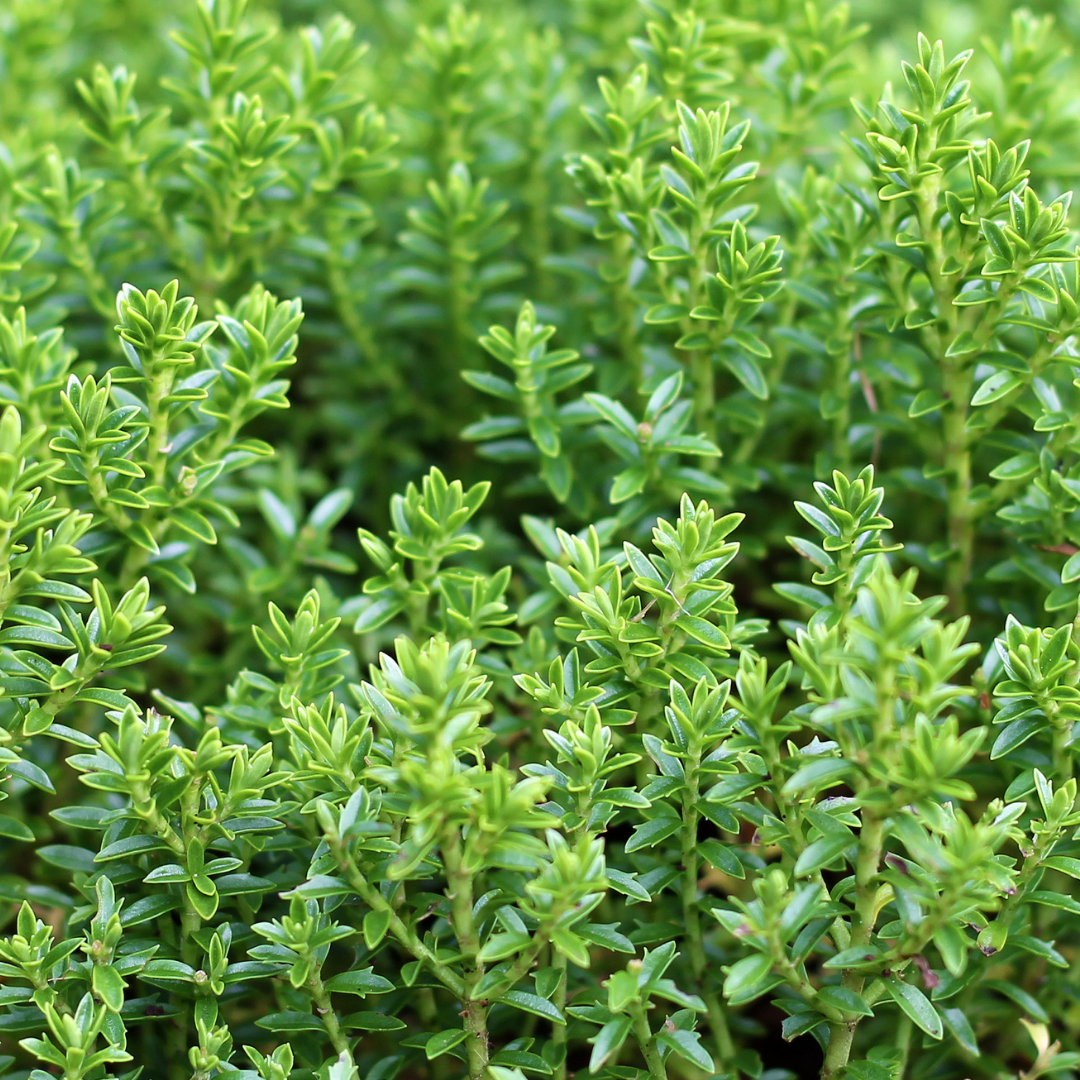 Hebe Little Leaves Green 2L at Cedar Nursery Surrey