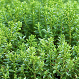 Hebe Little Leaves Green 2L at Cedar Nursery Surrey