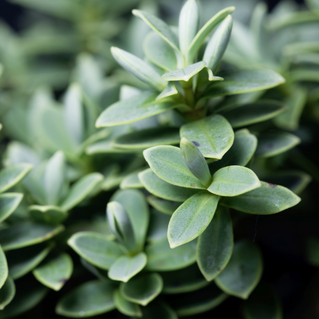 Hebe Little Leaves Grey 2L at Cedar Nursery Surrey