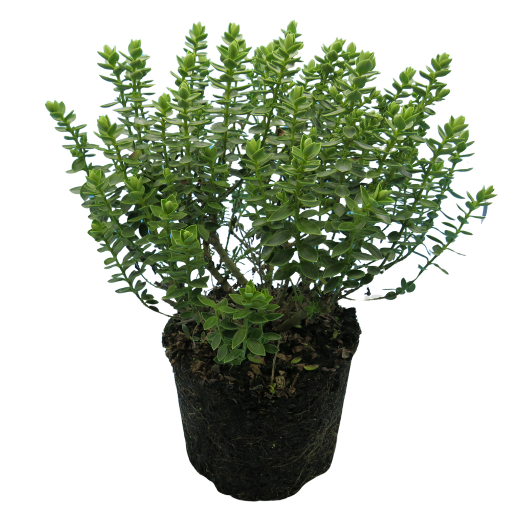 Hebe Little Leaves Grey 2L at Cedar Nursery Surrey
