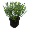 Hebe Little Leaves Grey 2L at Cedar Nursery Surrey