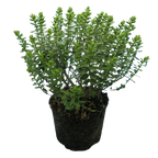 Hebe Little Leaves Grey 2L at Cedar Nursery Surrey