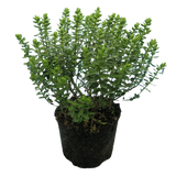 Hebe Little Leaves Grey 2L at Cedar Nursery Surrey
