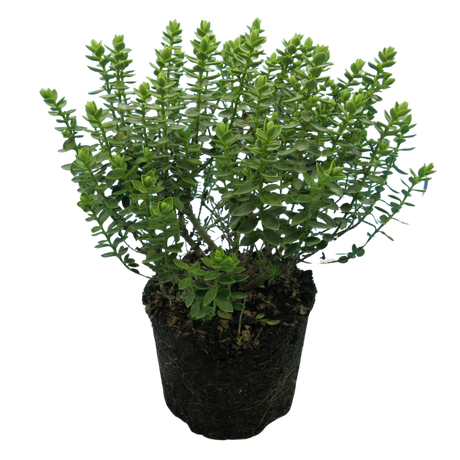 Hebe Little Leaves Grey 2L at Cedar Nursery Surrey