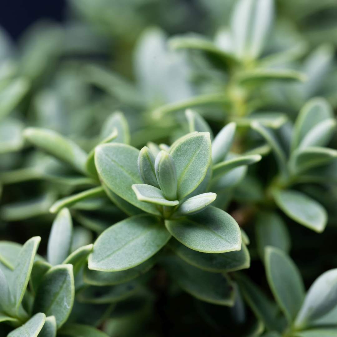 Hebe Little Leaves Grey 2L at Cedar Nursery Surrey