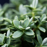 Hebe Little Leaves Grey 2L at Cedar Nursery Surrey