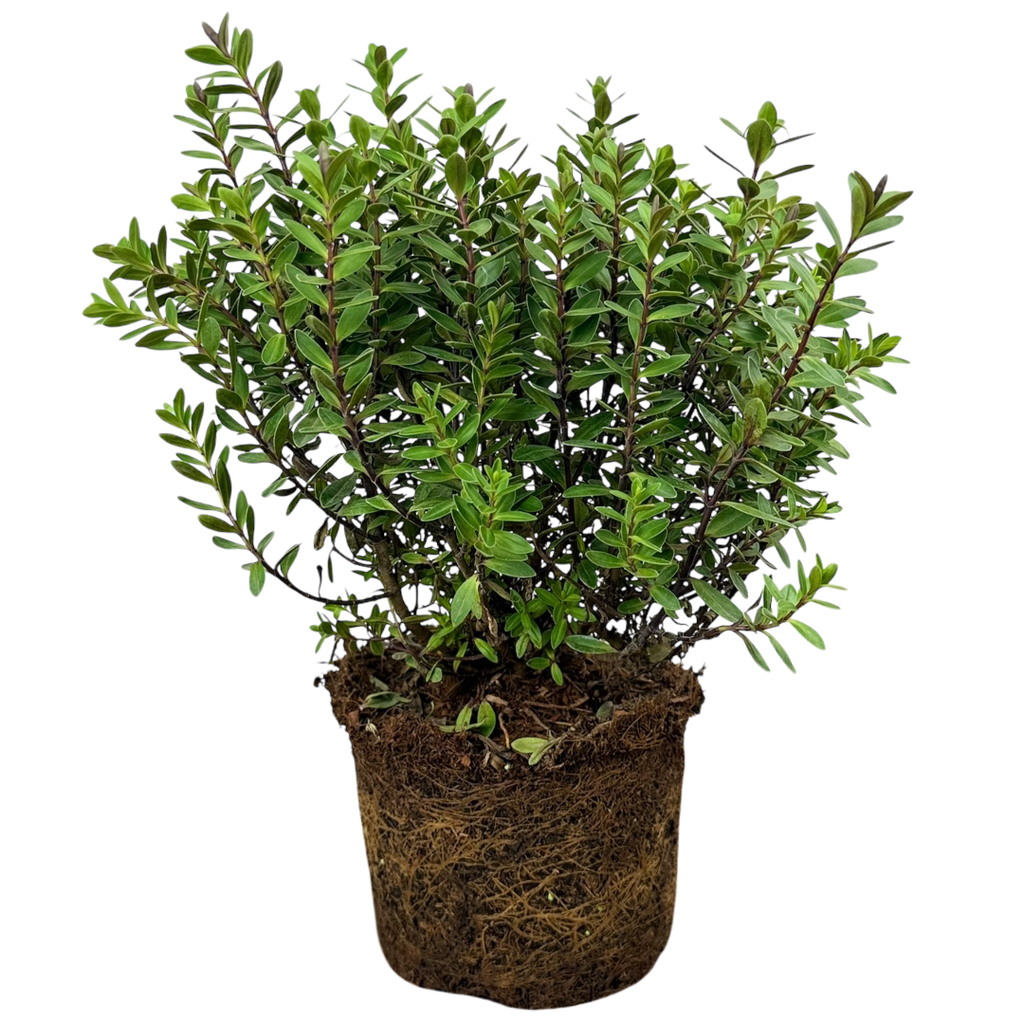 Hebe Little Leaves Red 2L at Cedar Nursery Surrey