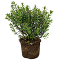 Hebe Little Leaves Red 2L at Cedar Nursery Surrey