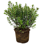 Hebe Little Leaves Red 2L at Cedar Nursery Surrey