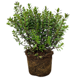 Hebe Little Leaves Red 2L at Cedar Nursery Surrey