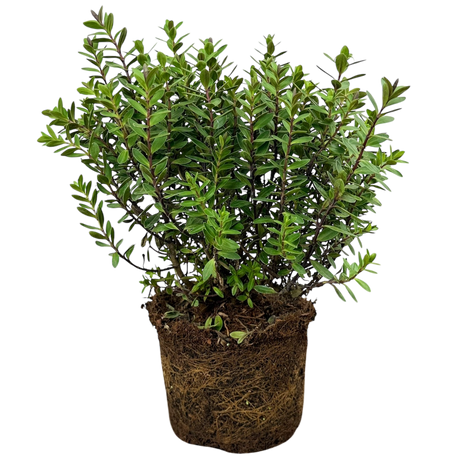 Hebe Little Leaves Red 2L at Cedar Nursery Surrey