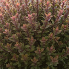 Hebe Little Leaves Red 2L at Cedar Nursery Surrey
