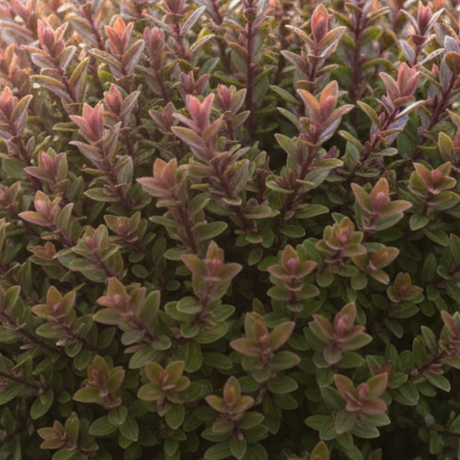 Hebe Little Leaves Red 2L at Cedar Nursery Surrey