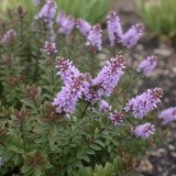 Veronica 'Mrs Winder' (Hebe) from Cedar Nursery, Cobham