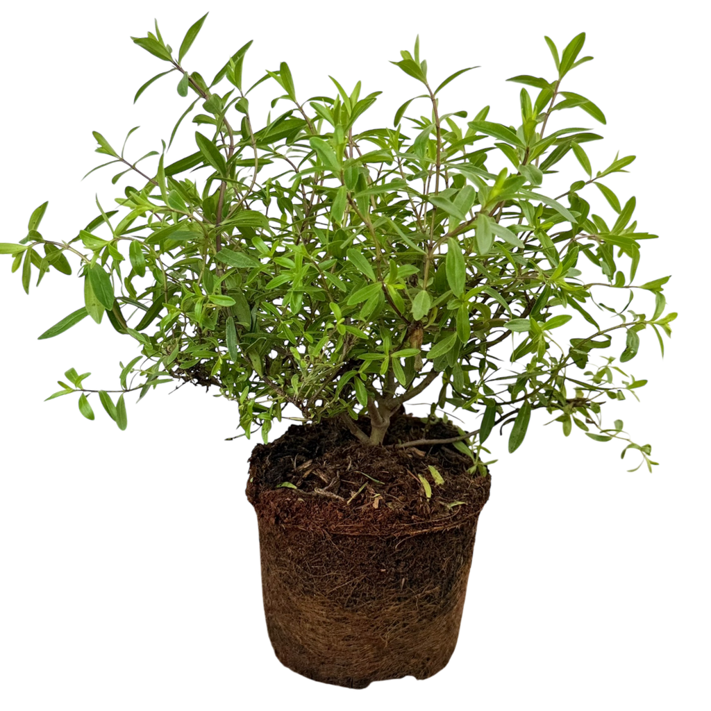 Veronica 'Mrs Winder' (Hebe) from Cedar Nursery, Cobham