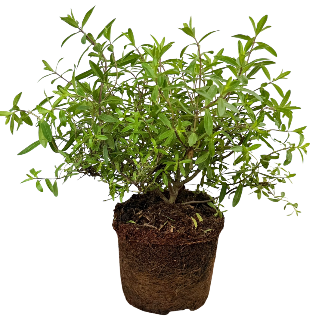 Veronica 'Mrs Winder' (Hebe)