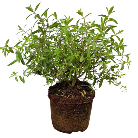 Veronica 'Mrs Winder' (Hebe) from Cedar Nursery, Cobham