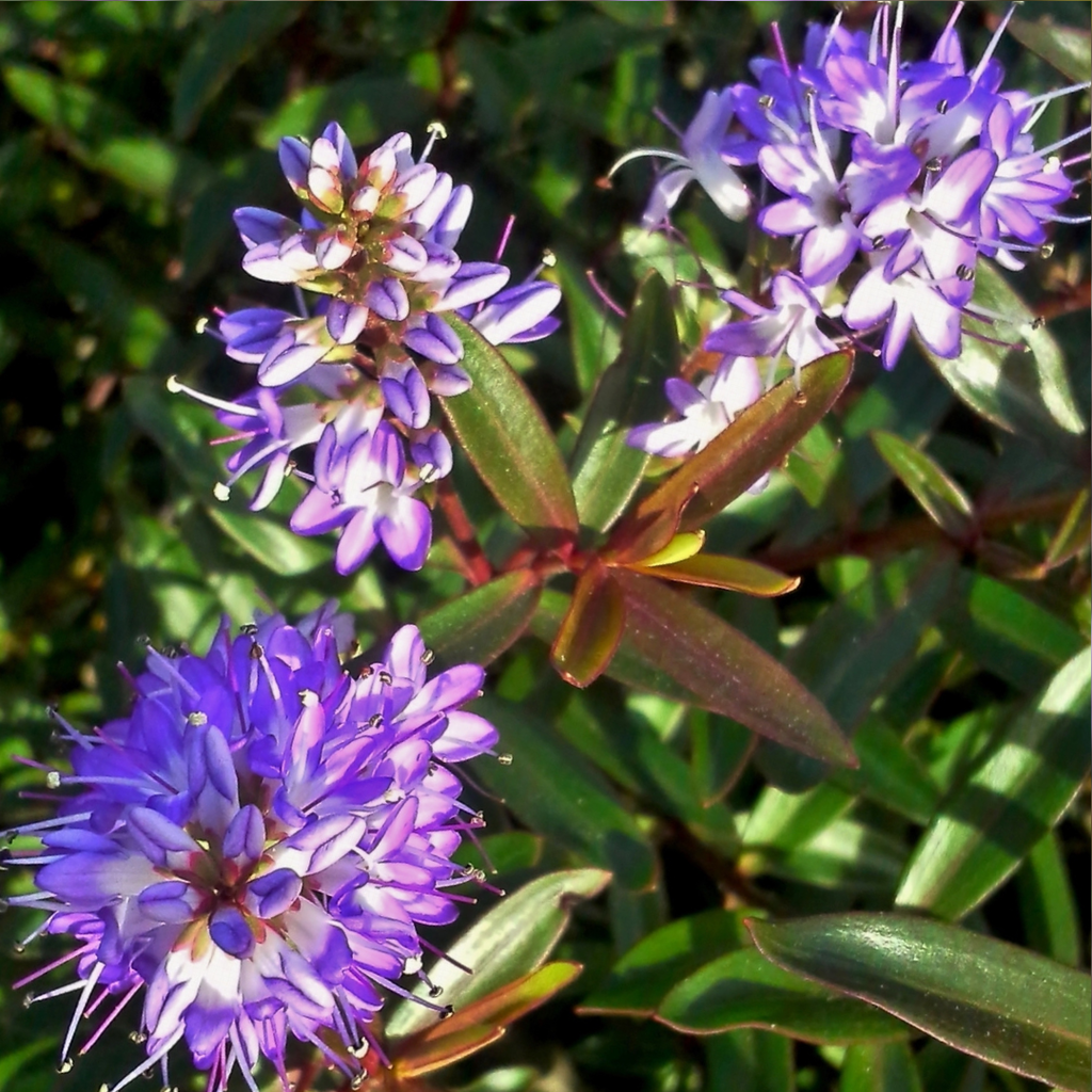 Veronica 'Mrs Winder' (Hebe) from Cedar Nursery, Cobham