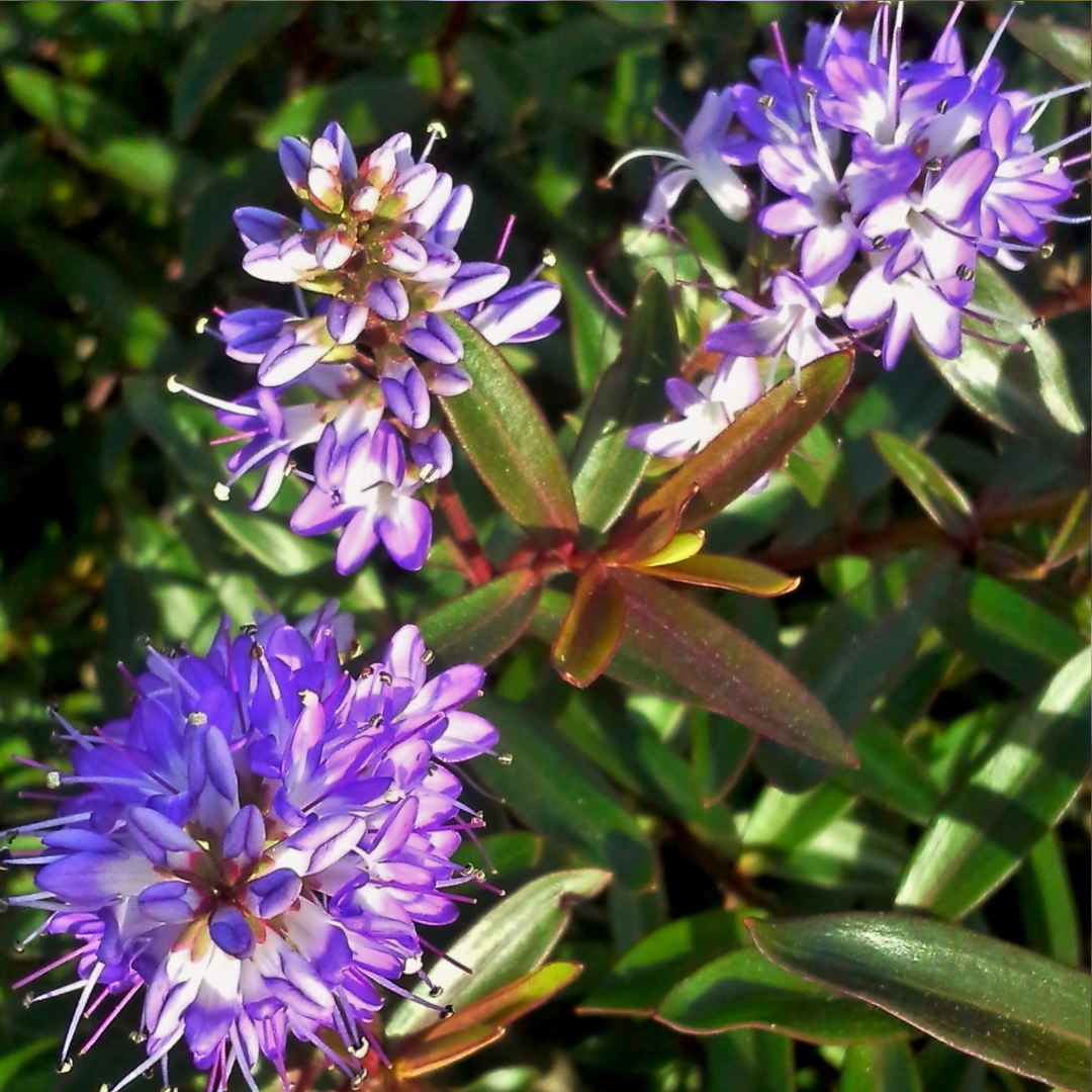 Veronica 'Mrs Winder' (Hebe) from Cedar Nursery, Cobham