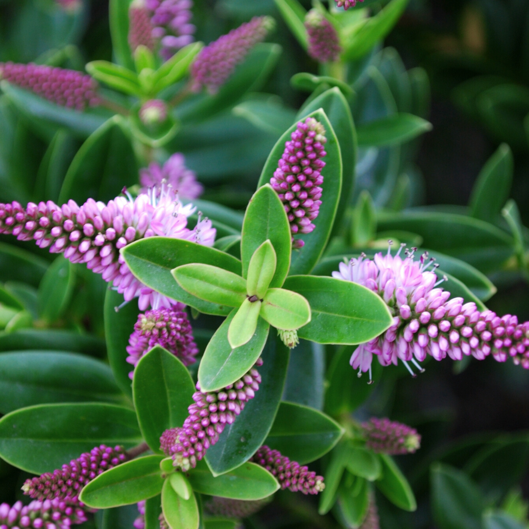 Veronica 'New Zealand' (Hebe) from Cedar Nursery, Cobham