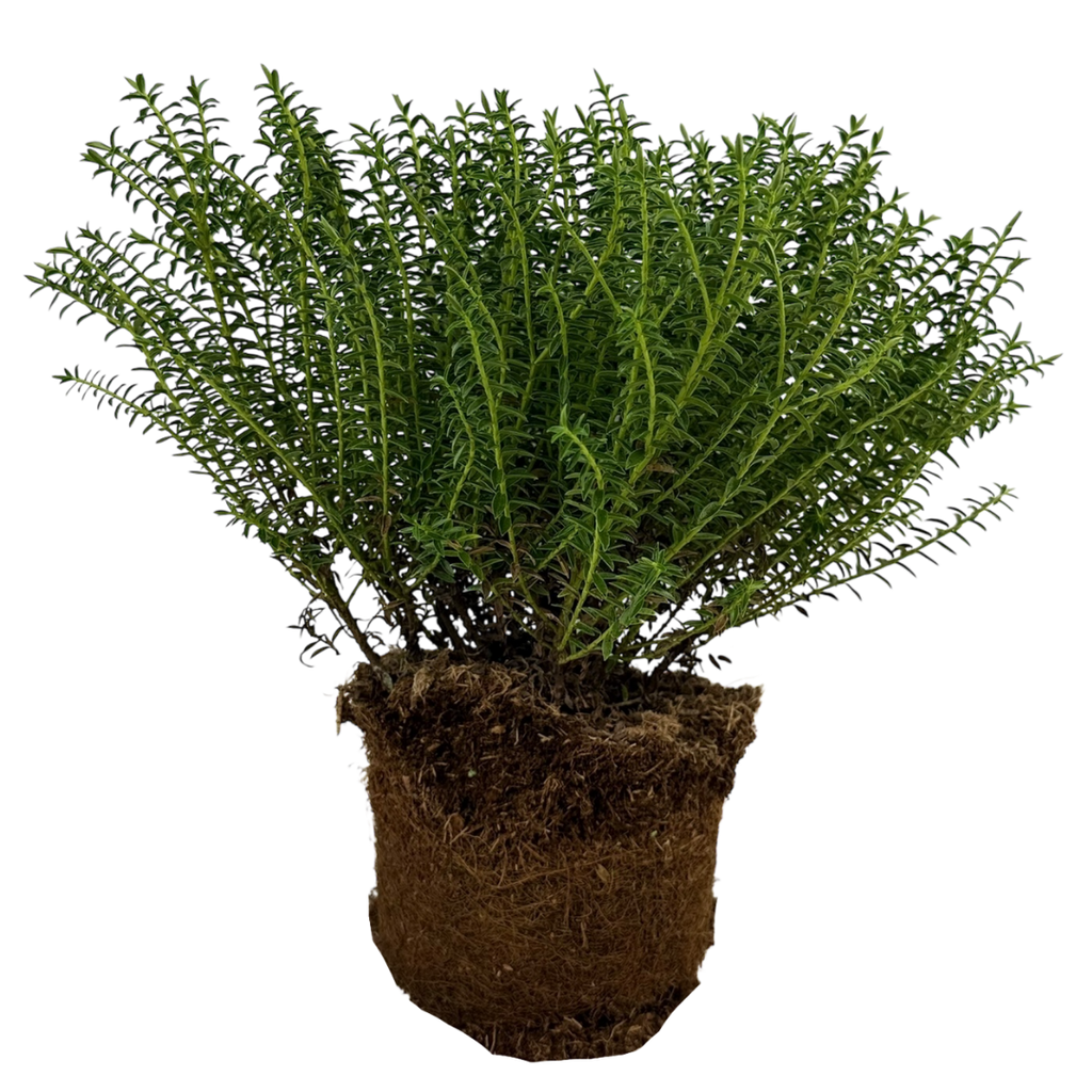 Veronica 'New Zealand' (Hebe) from Cedar Nursery, Cobham